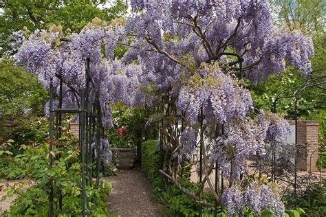 wisteria growing conditions.